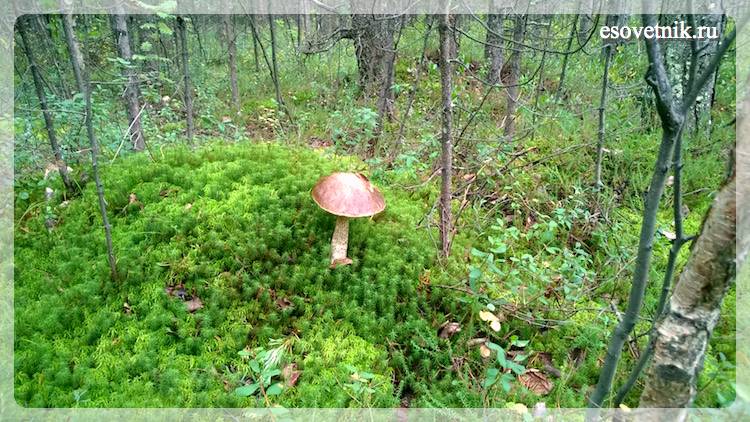 гриб в лесу