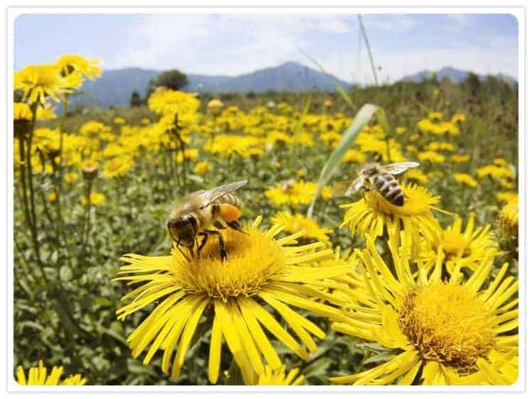 Пчелы в поле на цветах - сбор нектара