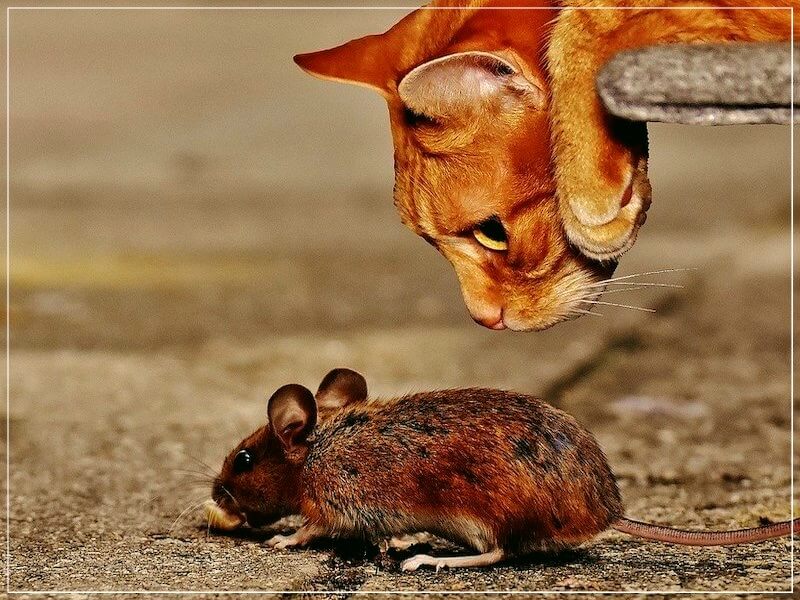 кошка и мышка
